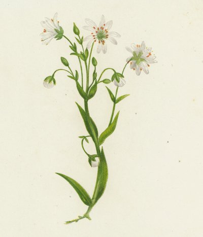 Greater Stitchwort, Stellaria Holostea by English School