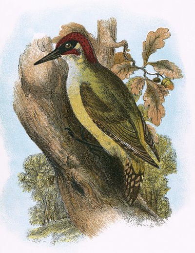 Green Woodpecker by English School