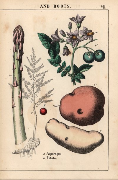 Green asparagus and potato, from 