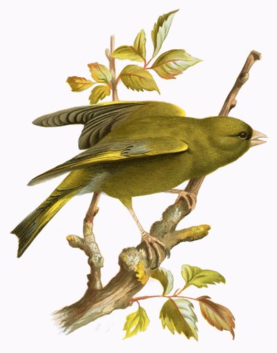 Greenfinch by English School