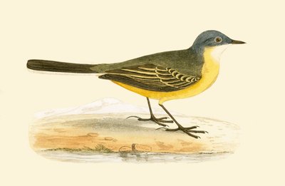 Grey Headed Yellow Wagtail, illustration from 