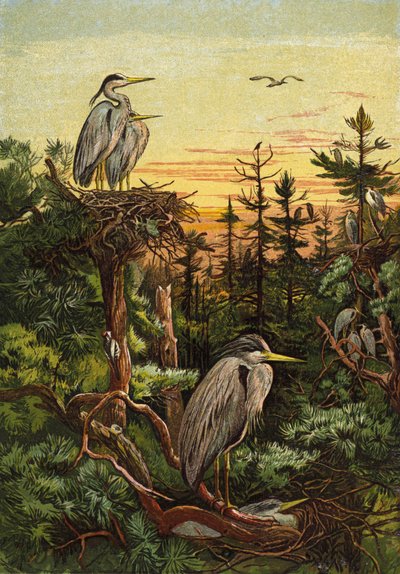 Grey Herons by English School
