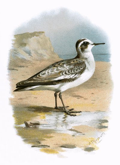 Grey Phalarope by English School