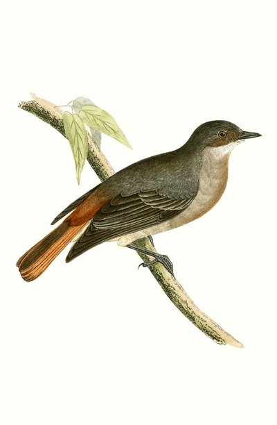 Grey Redstart, Illustration from 