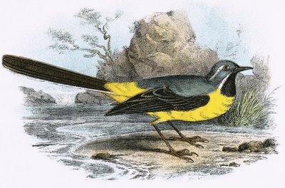 Grey Wagtail by English School