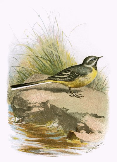 Grey wagtail by English School