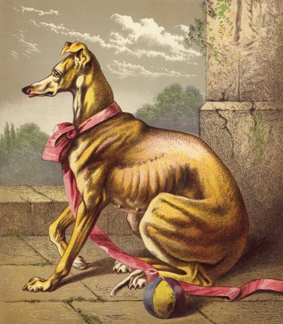 Greyhound by English School