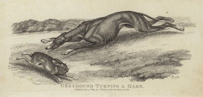 Greyhound turning a hare by English School