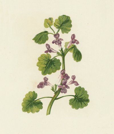 Ground Ivy, Glechoma Hederacea by English School