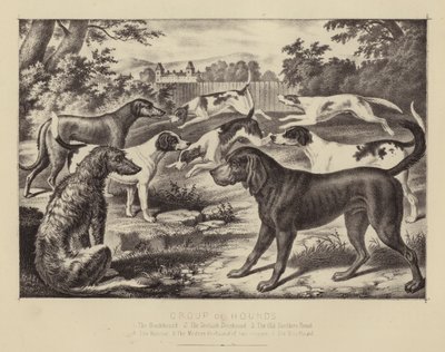 Group of Hounds by English School