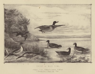 Group of Wild Fowl by English School