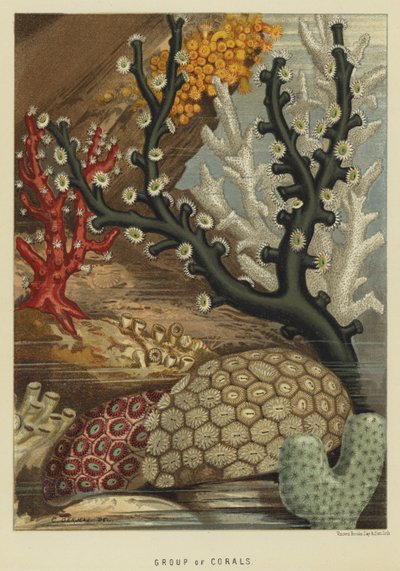 Group of corals by English School