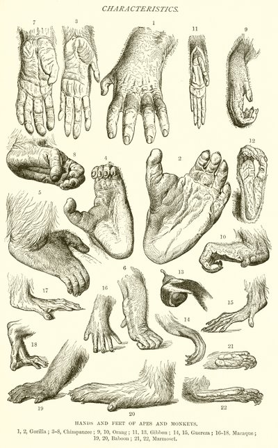 Hands and Feet of Apes and Monkeys by English School