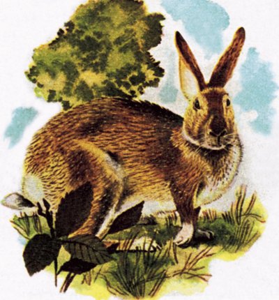 Hare by English School