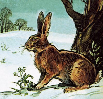 Hare by English School
