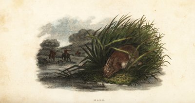 Hare hiding from hunters in a stand of rushes on an island in a pond by English School