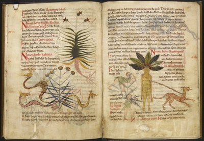 Pages on herbs from the 