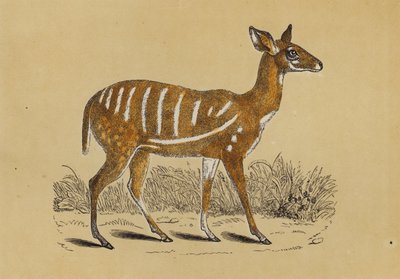Harnessed Antelope by English School