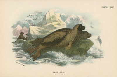 Harp-Seal by English School