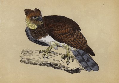 Harpy Eagle by English School