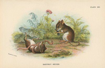 Harvest-Mouse by English School