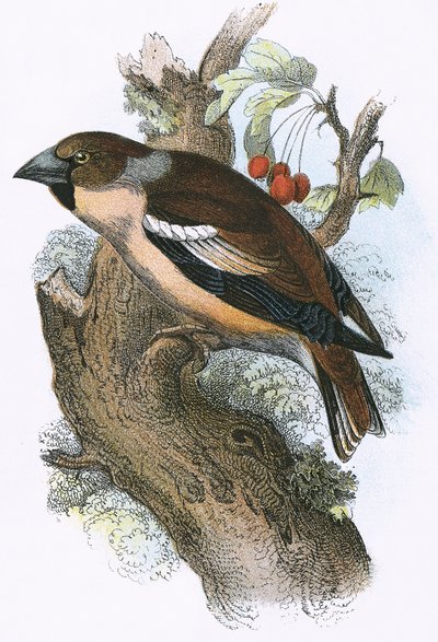 Hawfinch by English School