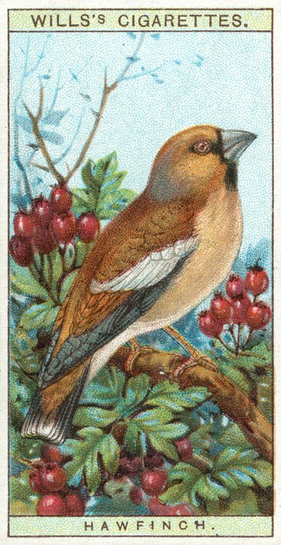 Hawfinch by English School