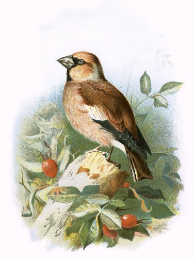 Hawfinch by English School