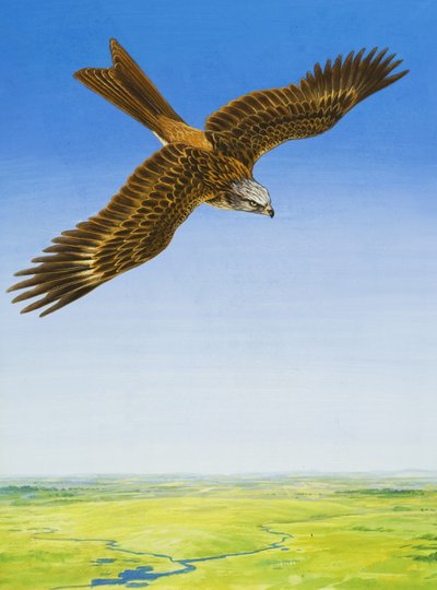 Hawk by English School