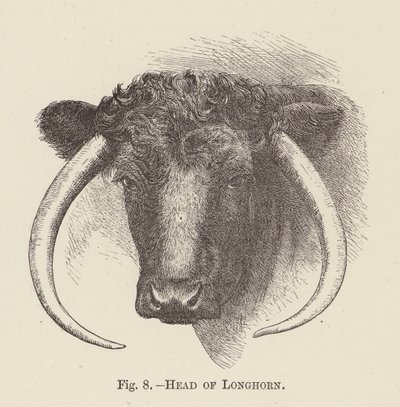 Head of Longhorn by English School
