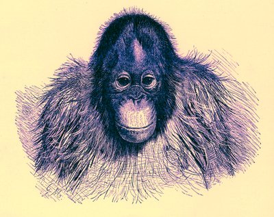 Head of Orangutan by English School
