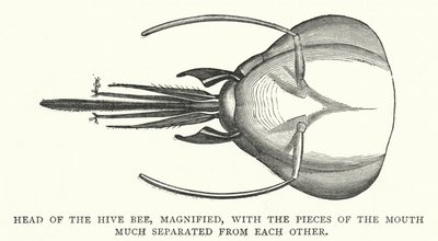 Head of the Hive Bee, Magnified, with the Pieces of the Mouth Much Separated from Each Other (Engraving) by English School