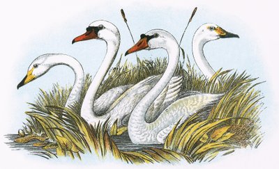 Heads of species of British Swans by English School