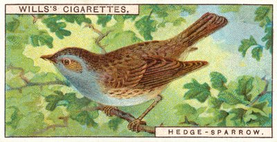 Hedge Sparrow by English School
