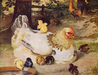 Hen and Chicks by English School