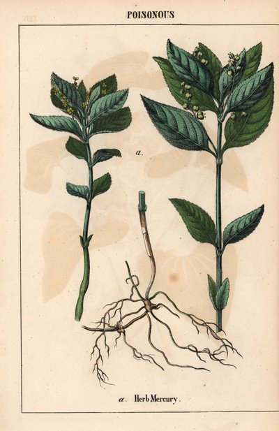 Herb mercury, from 