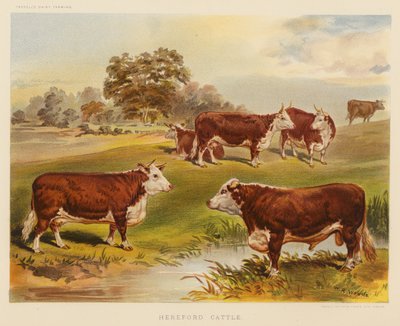 Hereford Cattle by English School