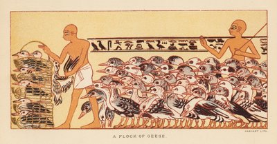 Herodotus: A flock of geese by English School