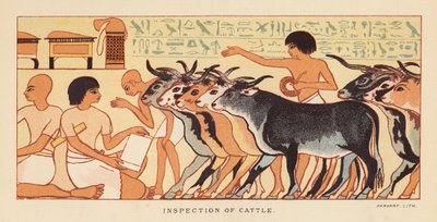 Herodotus: Inspection of cattle by English School
