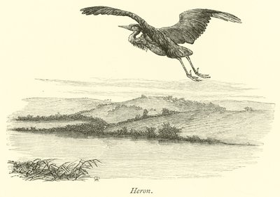 Heron by English School