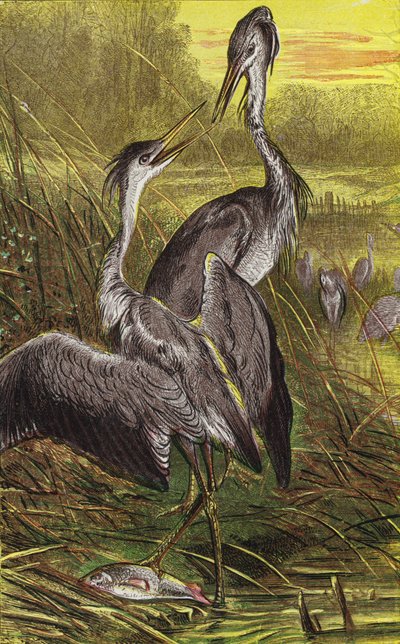 Herons by English School