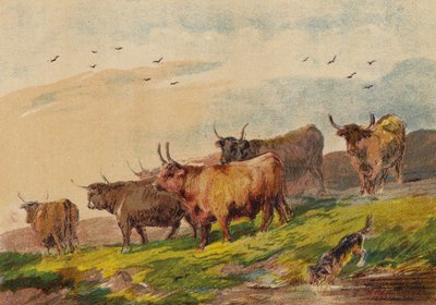 Highland Cattle by English School
