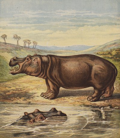 Hippopotamus by English School