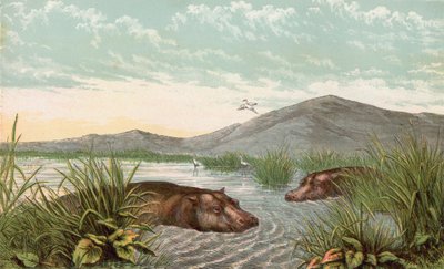 Hippopotamus by English School