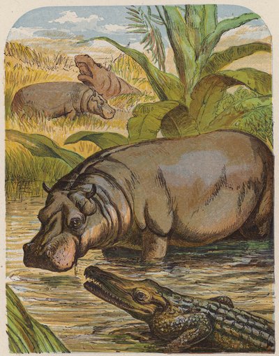 Hippopotamus and Crocodile by English School