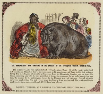 Hippopotamus in the Gardens of the Zoological Society, Regent