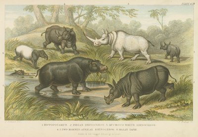 Hippopotamus, rhinoceros and tapir by English School
