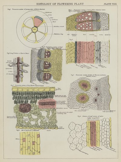 Histology of Flowering Plant by English School
