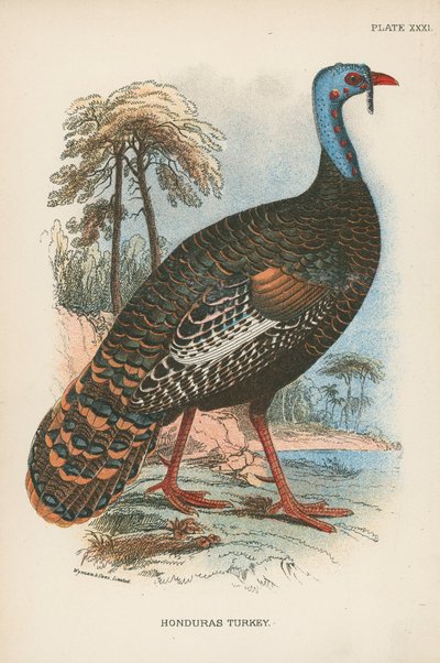 Honduras Turkey by English School