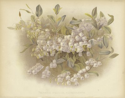 Honeycups, zenobia or dusty zenobia by English School